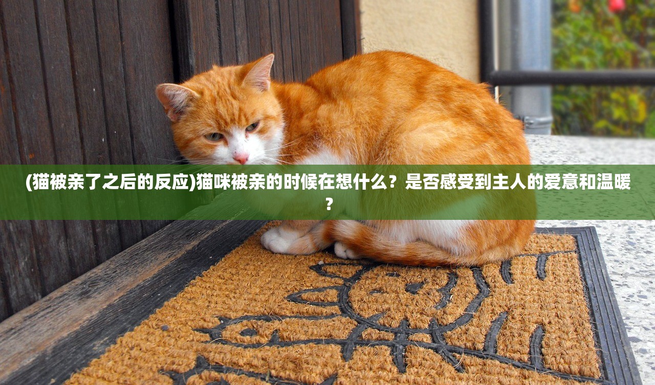 (猫被亲了之后的反应)猫咪被亲的时候在想什么？是否感受到主人的爱意和温暖？