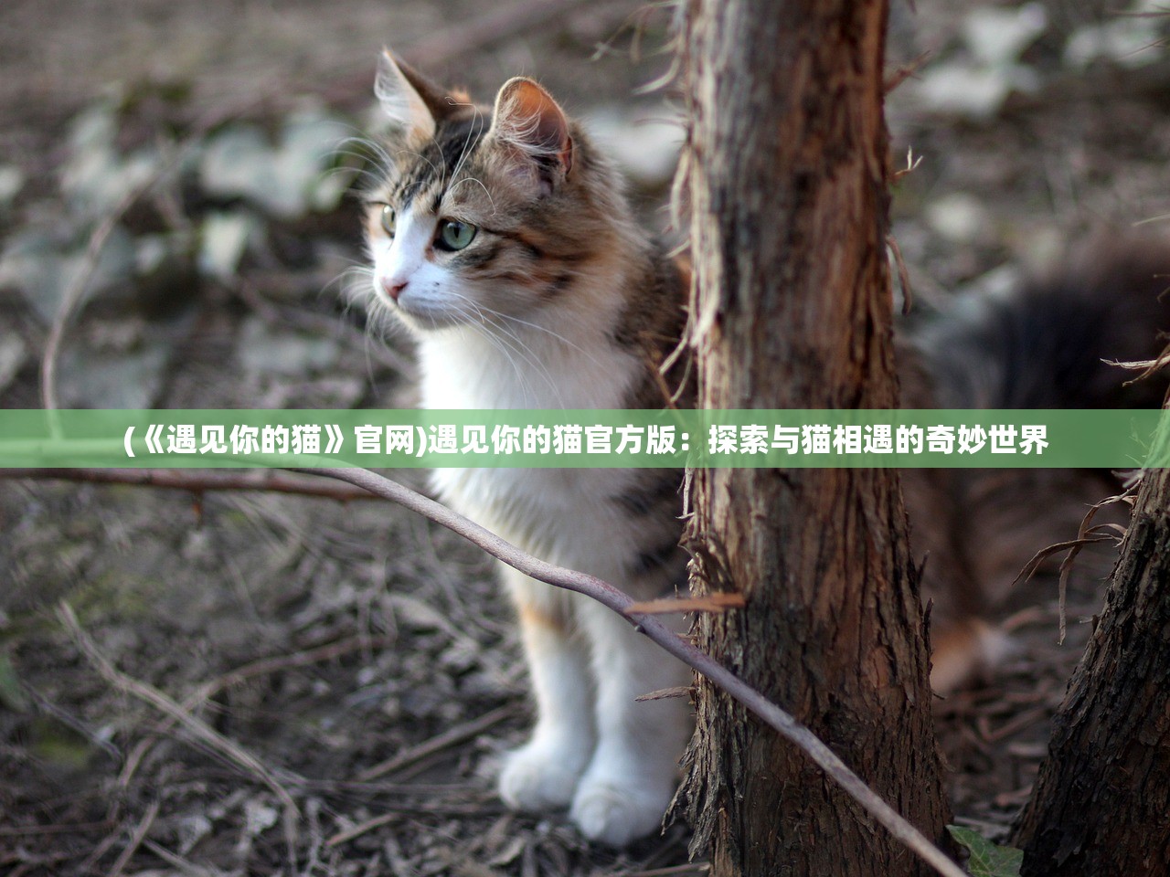 (《遇见你的猫》官网)遇见你的猫官方版：探索与猫相遇的奇妙世界