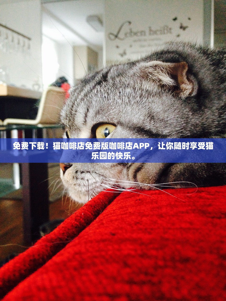 免费下载！猫咖啡店免费版咖啡店APP，让你随时享受猫乐园的快乐。