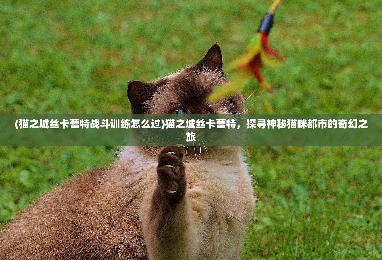 (猫之城丝卡蕾特战斗训练怎么过)猫之城丝卡蕾特，探寻神秘猫咪都市的奇幻之旅