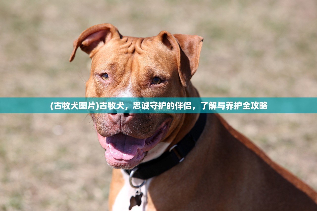 (古牧犬图片)古牧犬，忠诚守护的伴侣，了解与养护全攻略