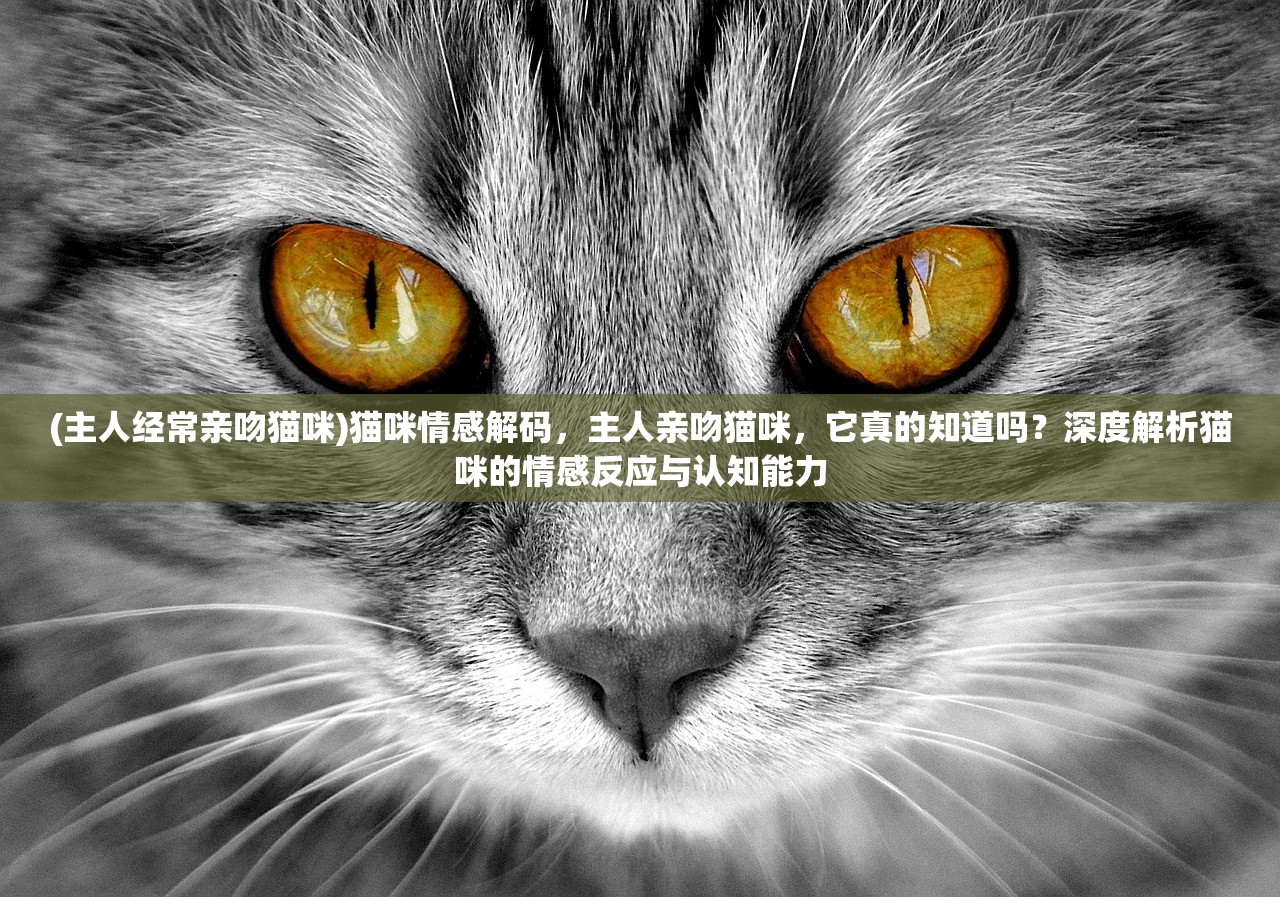 (主人经常亲吻猫咪)猫咪情感解码，主人亲吻猫咪，它真的知道吗？深度解析猫咪的情感反应与认知能力