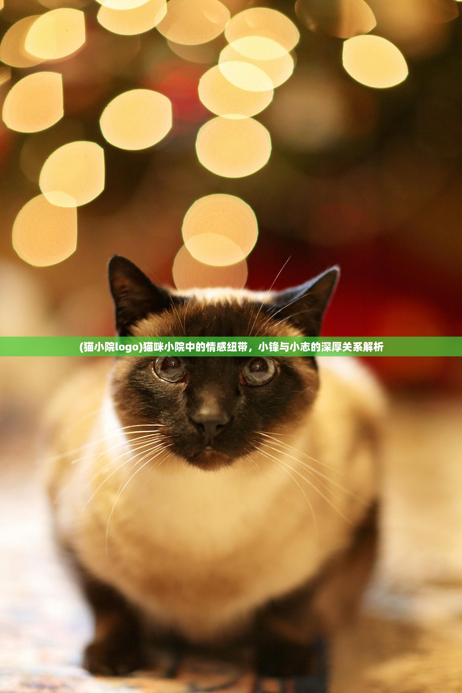 (猫小院logo)猫咪小院中的情感纽带，小锋与小志的深厚关系解析