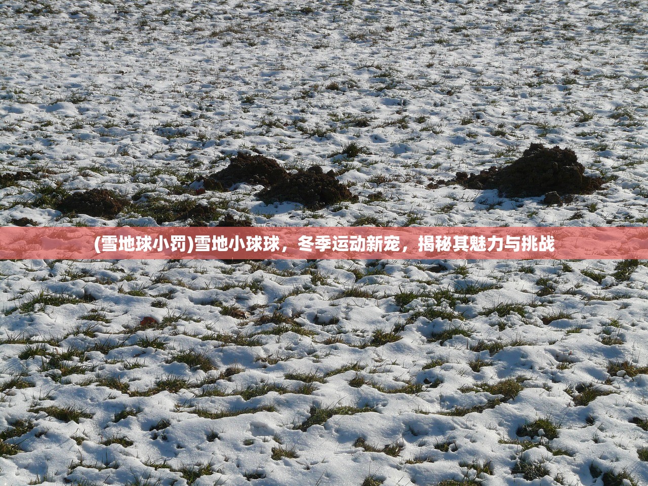 (雪地球小罚)雪地小球球，冬季运动新宠，揭秘其魅力与挑战