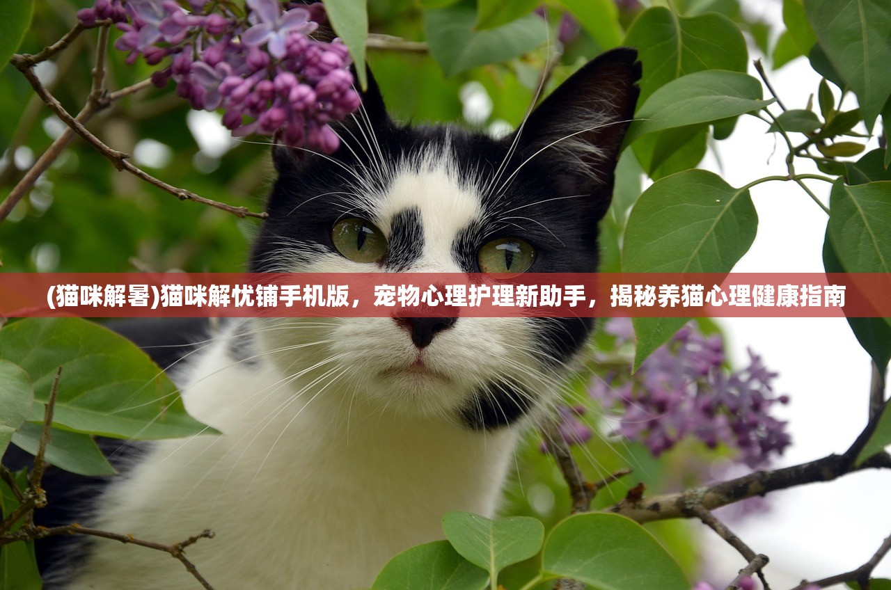 (猫咪解暑)猫咪解忧铺手机版，宠物心理护理新助手，揭秘养猫心理健康指南