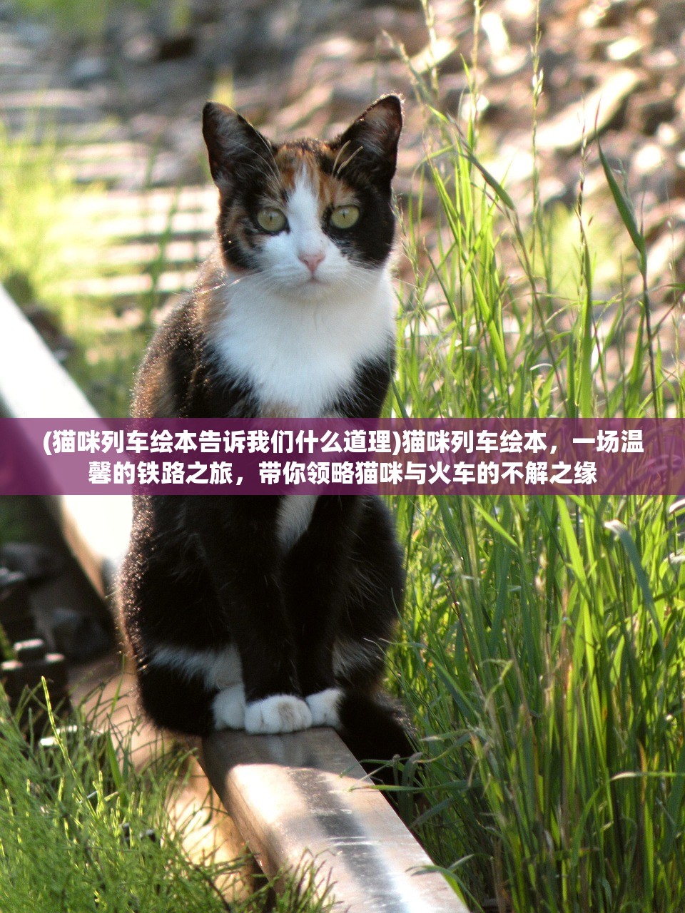 (猫咪列车绘本告诉我们什么道理)猫咪列车绘本，一场温馨的铁路之旅，带你领略猫咪与火车的不解之缘