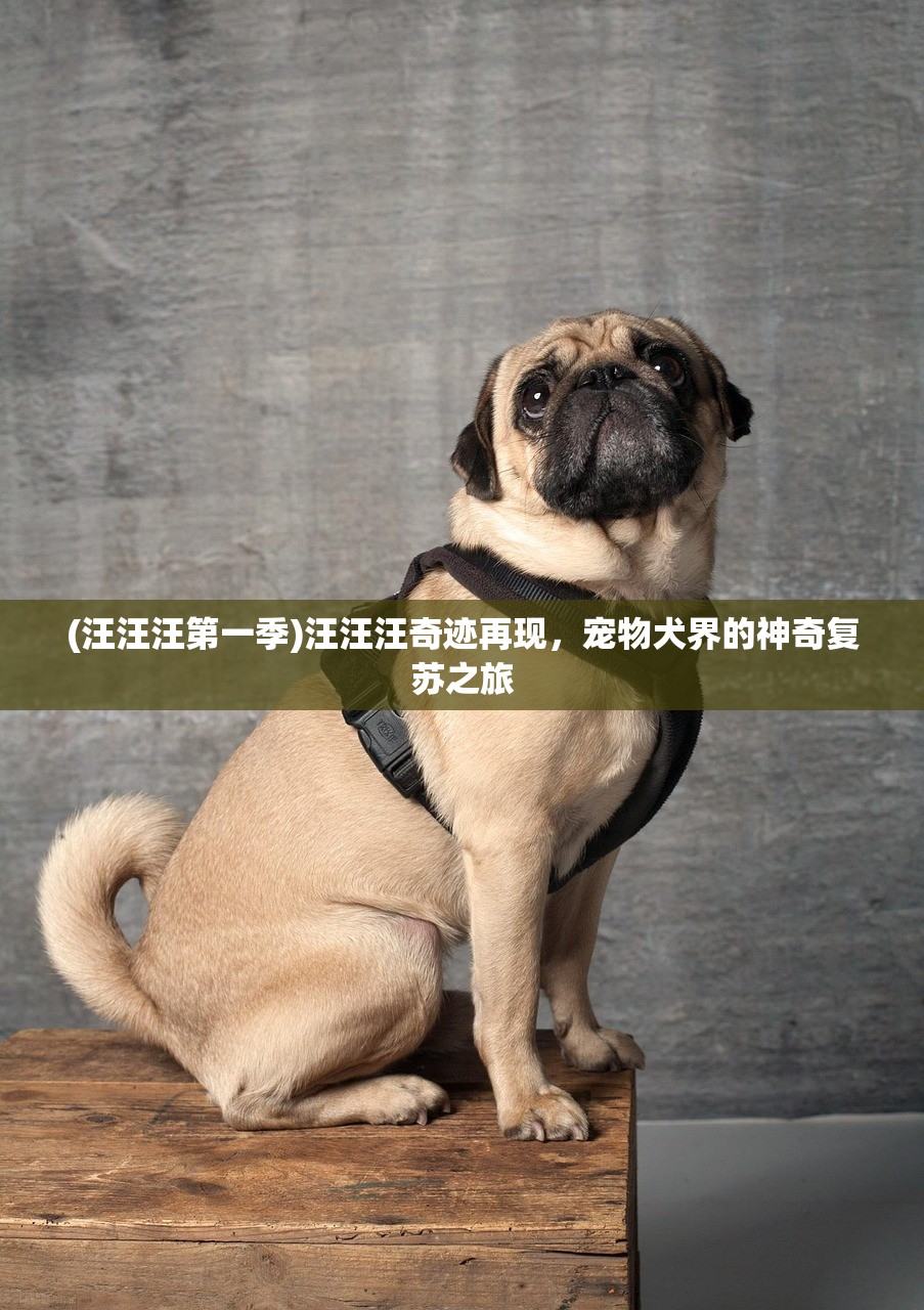 (汪汪汪第一季)汪汪汪奇迹再现，宠物犬界的神奇复苏之旅