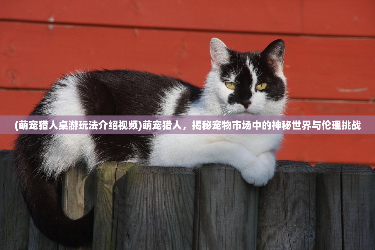 (萌宠猎人桌游玩法介绍视频)萌宠猎人，揭秘宠物市场中的神秘世界与伦理挑战