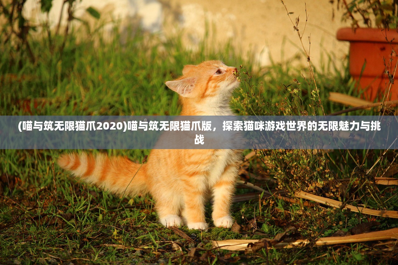 (喵与筑无限猫爪2020)喵与筑无限猫爪版，探索猫咪游戏世界的无限魅力与挑战