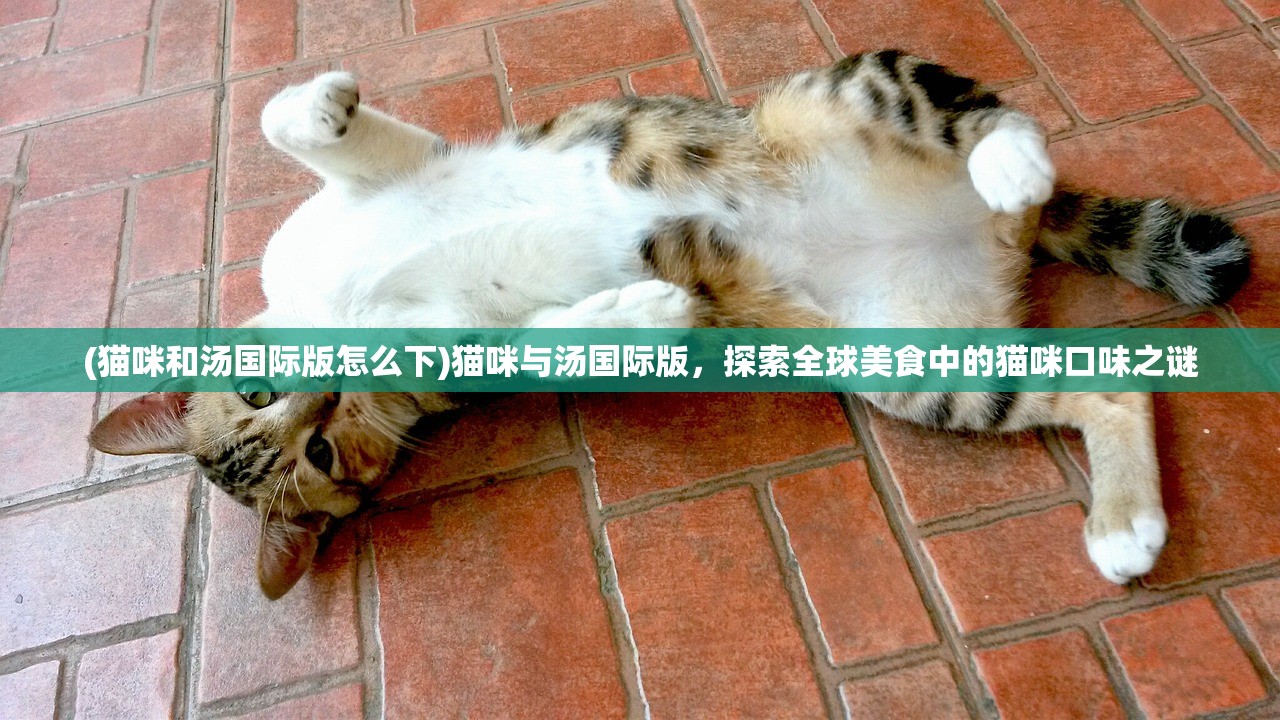 (猫咪和汤国际版怎么下)猫咪与汤国际版，探索全球美食中的猫咪口味之谜