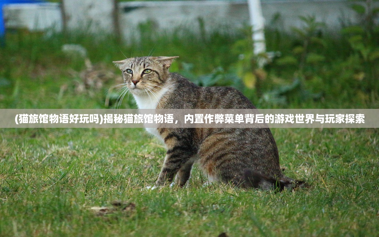 (猫旅馆物语好玩吗)揭秘猫旅馆物语，内置作弊菜单背后的游戏世界与玩家探索