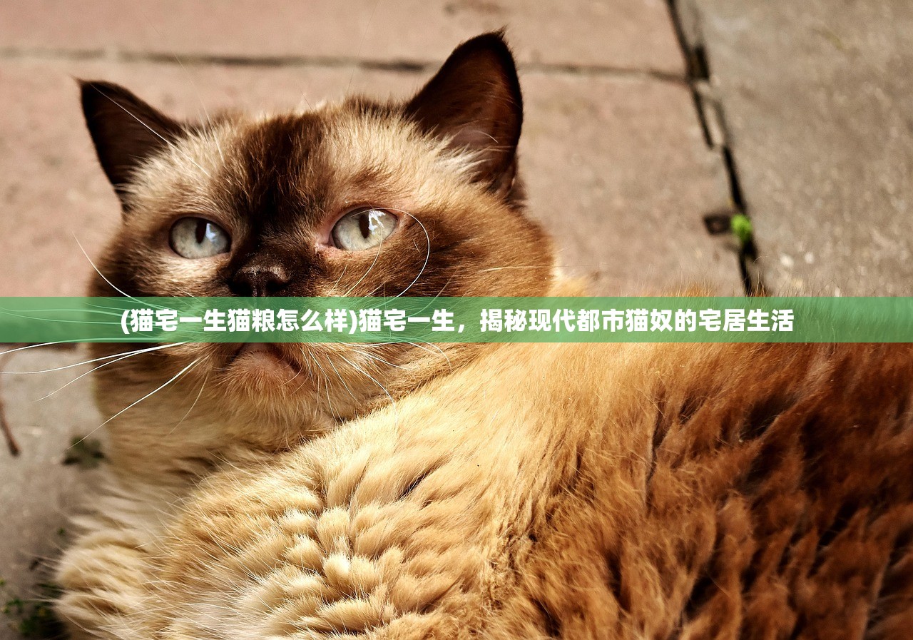 (猫宅一生猫粮怎么样)猫宅一生，揭秘现代都市猫奴的宅居生活